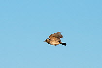 Crested lark (Galerida cristata) flying and singing over breeding territory. Alentejo, Portugal, April.