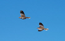 Collared dove pair (Streptopelia decaocto) in courtship flight. Alentejo, Portugal