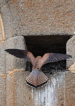 Lesser kestrel (Falco naumanni) female returning to nest site in church wall. Extremadura, Spain.