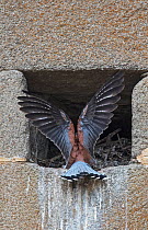 Lesser kestrel (Falco naumanni) male returning to nest site in church wall. Extremadura, Spain.