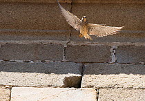 Lesser Kestrel (Falco naumanni) female flying in front of a church wall. Extremadura, Spain.