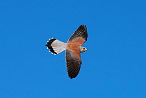 Lesser Kestrel (Falco naumanni) male flying past. Extremadura, Spain. April.