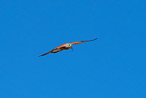Lesser kestrel (Falco naumanni) male in flight with lizard prey, Extremadura, Spain.