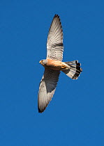 Lesser kestrel (Falco naumanni)  male in courtship flight display, Extremadura, Spain.