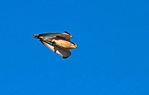 Lesser kestrel (Falco naumanni) male flying past during courtship with Mole cricket in its talons. Extremadura, Spain.