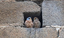 Lesser kestrels (Falco naumanni) pair at nest entrance, Extremadura, Spain.