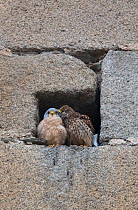Lesser kestrels (Falco naumanni) pair at nest entrance, female  courtship preening the male birds head. Extremadura, Spain.