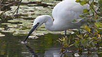 Slow motion clip of a Little egret (Egretta garzetta) hunting for fish, using beak to vibrate the water's surface, Westhay SWT reserve, Somerset Levels, England, UK, December.