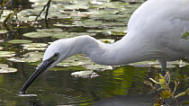Slow motion clip of a Little egret (Egretta garzetta) hunting for fish, using beak to vibrate the water's surface, Westhay SWT reserve, Somerset Levels, England, UK, December.