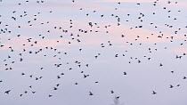 Murmuration of Common starlings (Sturnus vulgaris) flying to roost at sunset, Ham Wall RSPB Reserve, Somerset Levels, England, UK, December.