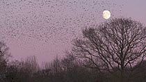 Murmuration of Common starlings (Sturnus vulgaris) flying to roost at sunset, with moon in the background, Shapwick Heath NNR, Somerset Levels, England, UK, December.