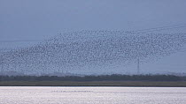 Large mixed flock of Knot (Calidris canutrus), Dunlin (Calidris alpina) and Golden plover (Pluvialis apricaria) in flight at high tide, with pylons in the background, Steart Marshes WWT Reserve, Somer...