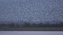 Tracking shot of a large mixed flock of Knot (Calidris canutrus), Dunlin (Calidris alpina) and Golden plover (Pluvialis apricaria) in flight at high tide at dusk, with pylons in the background, Steart...