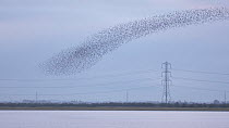 Wide angle shot of a large mixed flock of Knot (Calidris canutrus), Dunlin (Calidris alpina) and Golden plover (Pluvialis apricaria) in flight at high tide, Steart Marshes WWT Reserve, Somerset, Engla...
