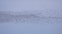 Large mixed flock of Knot (Calidris canutrus), Dunlin (Calidris alpina) and Golden plover (Pluvialis apricaria) in flight at high tide, Steart Marshes WWT Reserve, Somerset, England, UK, December.