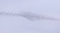 Large mixed flock of Knot (Calidris canutrus), Dunlin (Calidris alpina) and Golden plover (Pluvialis apricaria) in flight at high tide, Steart Marshes WWT Reserve, Somerset, England, UK, December.