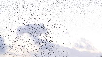 Tracking shot of a flock of Common starlings (Sturnus vulgaris) flying to roost at sunset, Ham Wall RSPB Reserve, Somerset Levels, England, UK, December.