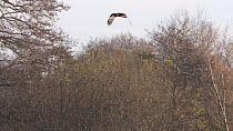 Marsh harrier (Circus aeruginosus) hunting over a reedbed, with Glastonbury Tor in the background, Ham Wall RSPB Reserve, Somerset Levels, England, UK, December.