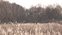 Marsh harrier (Circus aeruginosus) hunting over a reedbed, mobbed by a Carrion crow (Corvus corone), Ham Wall RSPB Reserve, Somerset Levels, England, UK, December.