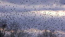 Flock of Common starlings (Sturnus vulgaris) flying to roost at sunset, Ham Wall RSPB Reserve, Somerset Levels, England, UK, January.