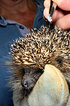 Hedgehog tick (Ixodes hexagonus) removed from a Hedgehog (Erinaceus europaeus) with tweezers, Chippenham, Wiltshire, UK, August 2017. Model released.