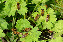 Ivy bee (Colletes hederae) males, newly emerged from burrows in a grassy bank, waiting for females to emerge, Wiltshire, UK, September.