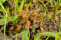 Ivy bee (Colletes hederae) mating ball with a mass of males clustered around a female, Wiltshire, UK, September.