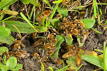 Ivy bee (Colletes hederae) mating ball with a mass of males clustered around a female with other flying males patrolling above them, Wiltshire, UK, September.
