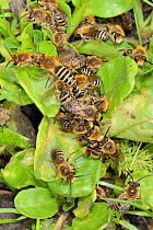 Ivy bee (Colletes hederae) mating ball with a mass of males clustered around a female, Wiltshire, UK, September.