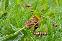 Ivy bee (Colletes hederae) pair mating with other males around seeking a mate, Wiltshire, UK, September.