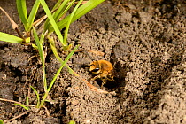 Ivy bee (Colletes hederae) female emerging from burrow during the autumn emergence and mating season, Wiltshire garden, UK, September.