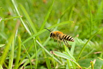 Ivy bee (Colletes hederae) male in flight patrolling above a grassy bank seeking newly emerged females to mate with, Wiltshire, UK, September.