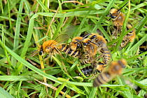Ivy bee (Colletes hederae) males competing to mate with a female soon after her emergence from a burrow in a grassy bank, with another flying over the mating ball, Wiltshire, UK, September.