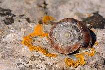 Lapidary snail (Helicigona lapicida) snail on limestone rock, Cheddar Gorge, Somerset, UK, April.