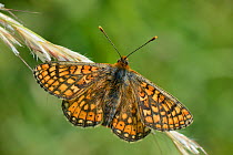 Marsh fritillary butterfly (Euphydryas aurinia) sunning on grass flowers in a chalk grassland meadow, Wiltshire, UK, May.