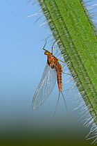 Pond olive mayfly (Cloeon dipterum) female on a nettle stem,  Wiltshire, UK, May.