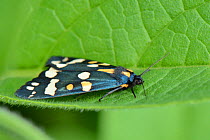 Scarlet tiger moth (Callimorpha dominula) resting with its wings closed on a Comfrey leaf (Symphytum officinale) Wiltshire, UK, June.