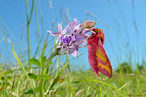 Small elephant hawk-moth (Deilephila porcellus) on Common spotted orchid (Dactylorhiza fuchsii) Wiltshire, UK, May.
