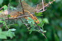 Social pear sawfly (Neurotoma saltuum) larvae feeding within silk tent on Hawthorn leaves (Crataegus monogyna) near Trowbridge, Wiltshire, UK, June.
