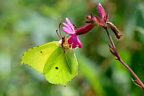 Brimstone butterfly (Gonepteryx rhamni) feeding on a Red campion flower (Silene dioica) in a woodland clearing, Wiltshire, UK, July.