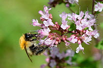 Common carder bumblebee (Bombus pascuorum) nectaring on Wild marjoram (Origanum vulgare) flowerhead, Wiltshire, UK, August.