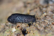 Celtic sea slug (Onchidella celtica) crawling over barnacles attached to rock at low spring tide, Cornwall, UK, April.