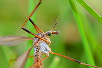 Common European crane fly / Daddy long legs (Tipula paludosa) portrait, recently emerged, resting on grass, Wiltshire, UK, September.