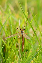 Common European crane fly / Daddy long legs (Tipula paludosa) recently emerged female resting on grass, Wiltshire, UK, September.
