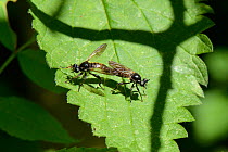 Golden-haired robber fly (Choerades marginatus) pair mating on a leaf, a nationally scarce species in the UK, Ancient woodland, Wiltshire, UK, July.
