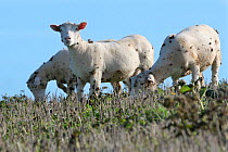 Domestic sheep (Ovis aries) grazing on weeds in a stubble field with many Burdock (Arctium sp) burrs attached to their fleeces, Cornwall, UK, October.