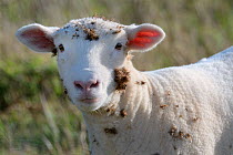 Domestic sheep (Ovis aries) with Burdock (Arctium sp) burrs stuck to its fleece, Cornwall, UK, October.