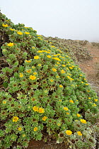 Canary Island Daisy (Asteriscus sericeus / Nauplius sericeus), a Fuertventura endemic, flowering in a clump on an exposed, misty mountain top, near Betancuria, Fuerteventura, Canary Islands, June.