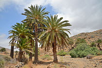 Canary island date palm trees (Phoenix canariensis) beside dry river bed, Vega de Rio Palmas, Fuerteventura, Canary Islands, June.