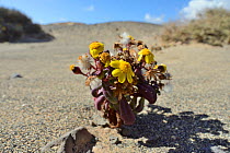 Coastal ragwort (Senecio leucanthemifolius falcifolius) flowering on bare coastal headland, Bahia  de La Pared, Fuerteventura, Canary Islands, May.